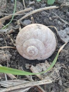 Click to view this image in a large viewer