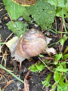 Click to view this image in a large viewer