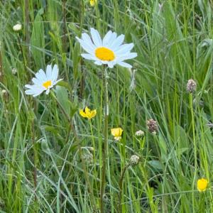 Click to view this image in a large viewer