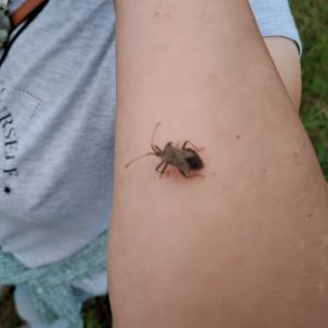 Click to view this image in a large viewer