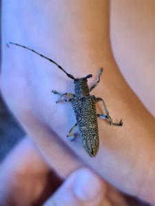 Click to view this image in a large viewer