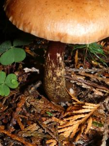 Click to view this image in a large viewer