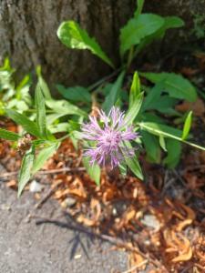 Click to view this image in a large viewer