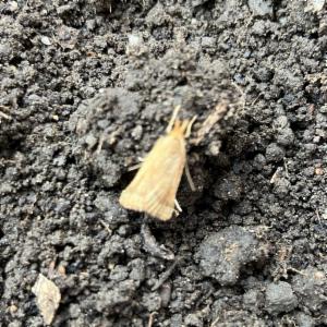 Click to view this image in a large viewer