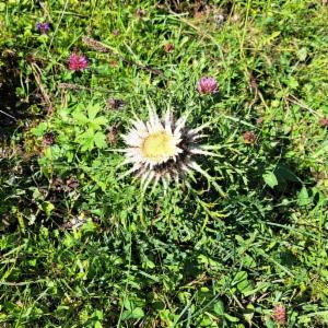 Click to view this image in a large viewer