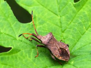 Click to view this image in a large viewer