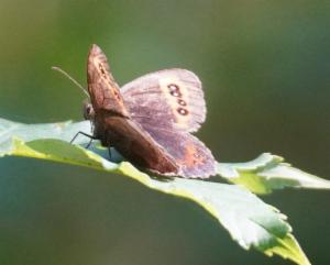 Click to view this image in a large viewer