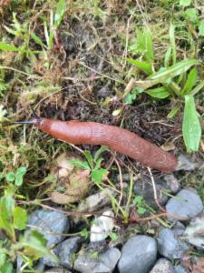 Click to view this image in a large viewer