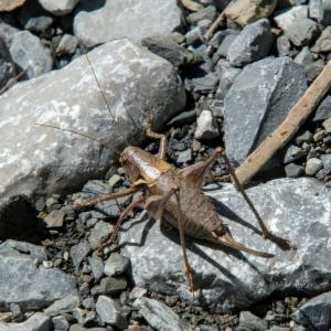 Click to view this image in a large viewer