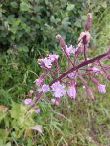 Click to view this image in a large viewer