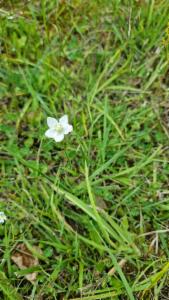 Click to view this image in a large viewer