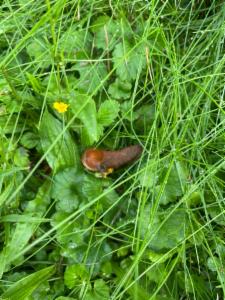 Click to view this image in a large viewer