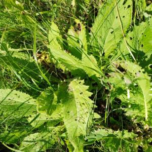 Click to view this image in a large viewer