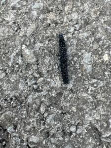 Click to view this image in a large viewer