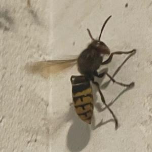 Click to view this image in a large viewer