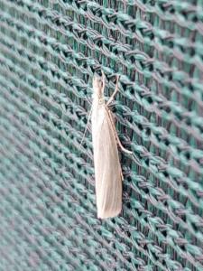 Click to view this image in a large viewer