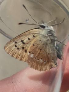 Click to view this image in a large viewer