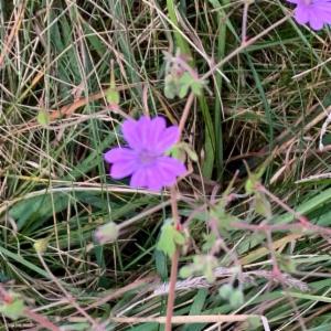 Click to view this image in a large viewer