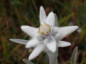 Click to view this image in a large viewer