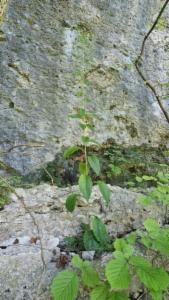 Click to view this image in a large viewer