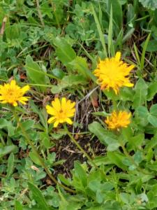 Click to view this image in a large viewer