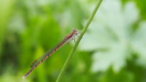 Click to view this image in a large viewer