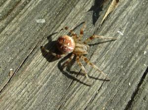 Click to view this image in a large viewer