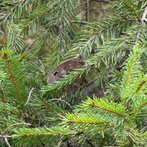 Click to view this image in a large viewer