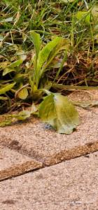 Click to view this image in a large viewer