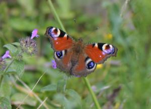 Click to view this image in a large viewer