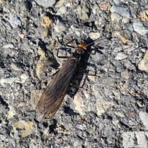 Click to view this image in a large viewer