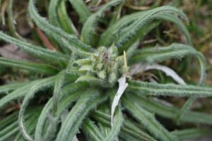 Click to view this image in a large viewer