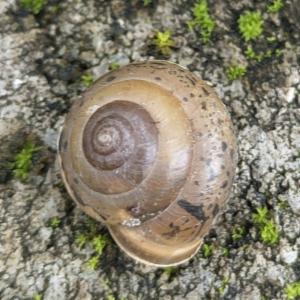 Click to view this image in a large viewer