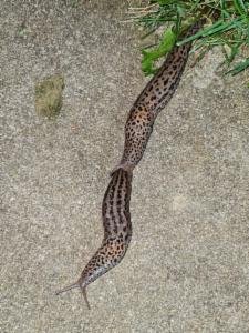 Click to view this image in a large viewer