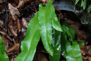 Click to view this image in a large viewer