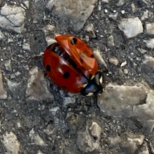 Click to view this image in a large viewer