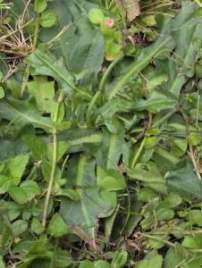 Click to view this image in a large viewer