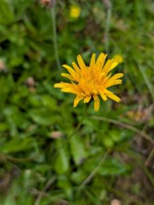 Click to view this image in a large viewer