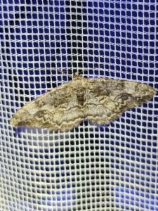 Click to view this image in a large viewer