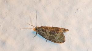 Click to view this image in a large viewer