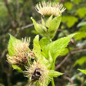 Click to view this image in a large viewer