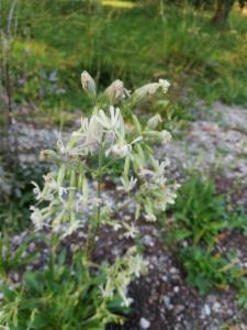 Click to view this image in a large viewer