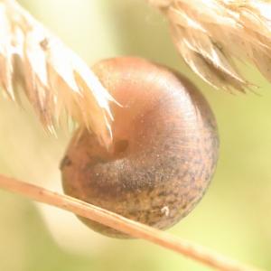 Click to view this image in a large viewer