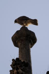 Click to view this image in a large viewer