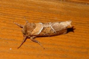 Click to view this image in a large viewer