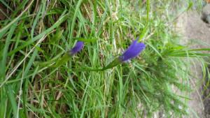 Click to view this image in a large viewer