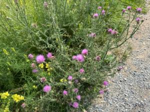 Click to view this image in a large viewer