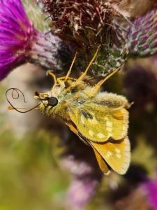 Click to view this image in a large viewer