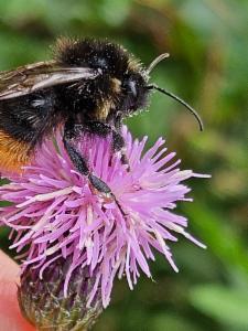 Click to view this image in a large viewer