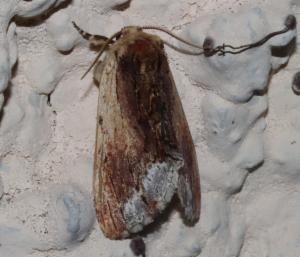 Click to view this image in a large viewer